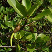 Bruguiera gymnorhiza (L.) Lam.